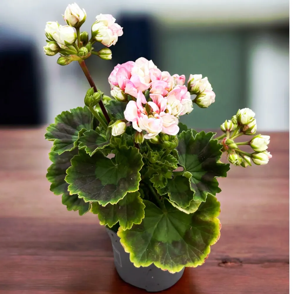 Pelargonium × hortorum ‘Appleblossom Rosebud’ - muscata trandafir