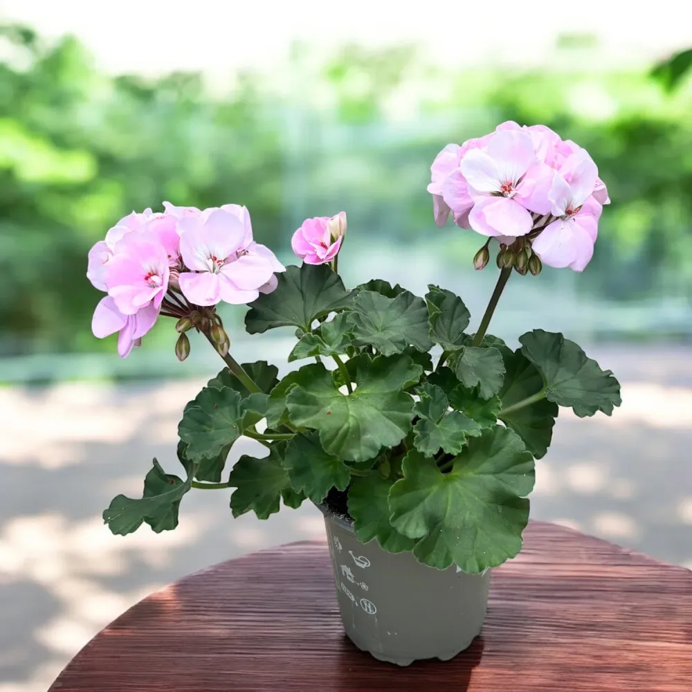 Pelargonium ‘Karen’ - muscata cu flori roz duble, eleganta si infloritoare
