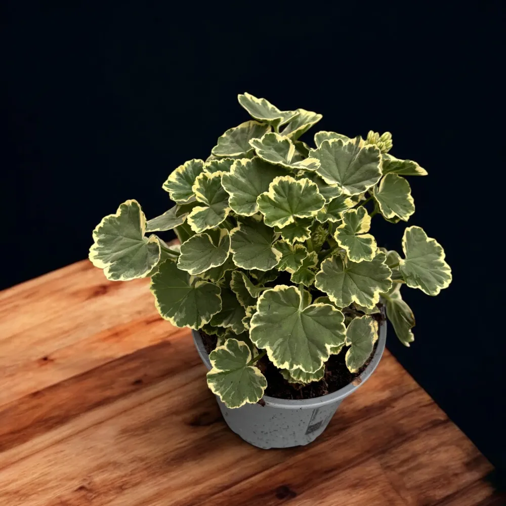 Pelargonium ‘Madame Salleron’ (muscate cu frunze colorate)