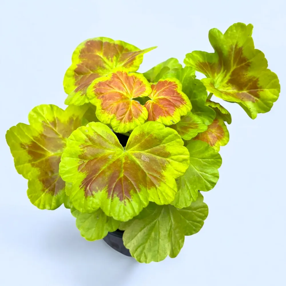 Pelargonium 'Occold Shield' (muscate cu frunze colorate)