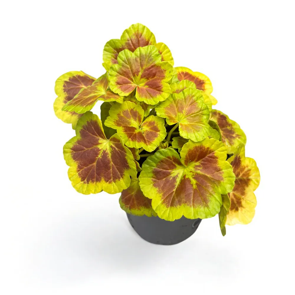 Pelargonium 'Occold Shield' (muscate cu frunze colorate)