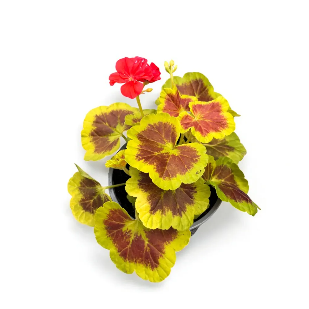 Pelargonium 'Occold Shield' (muscate cu frunze colorate)