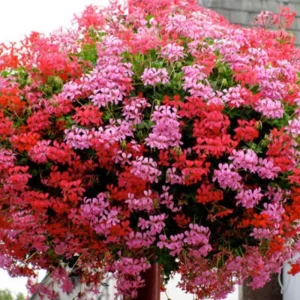 Pelargonium (Peltatum Grp) 'Balkon Lila' - muscate curgatoare tiroleze roz- lila