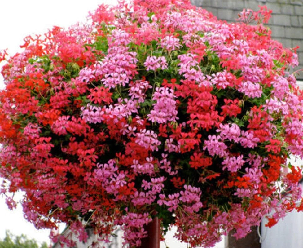 Pelargonium (Peltatum Grp) 'Balkon Lila' - muscate curgatoare tiroleze roz- lila