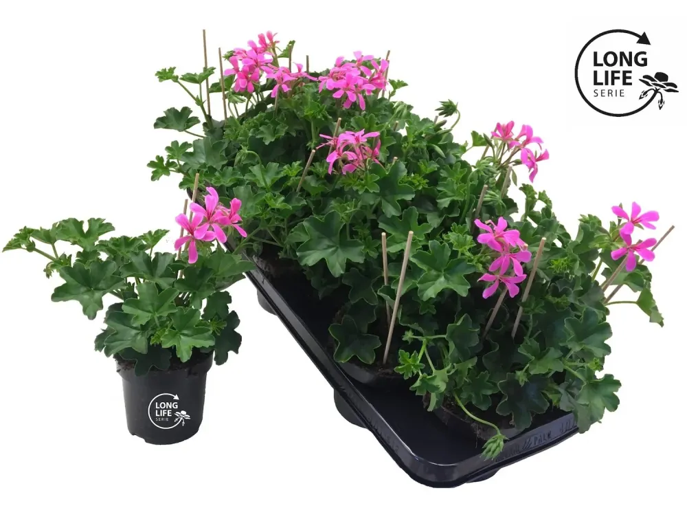 Pelargonium (Peltatum Grp) 'Balkon Lila' - muscate curgatoare tiroleze roz- lila