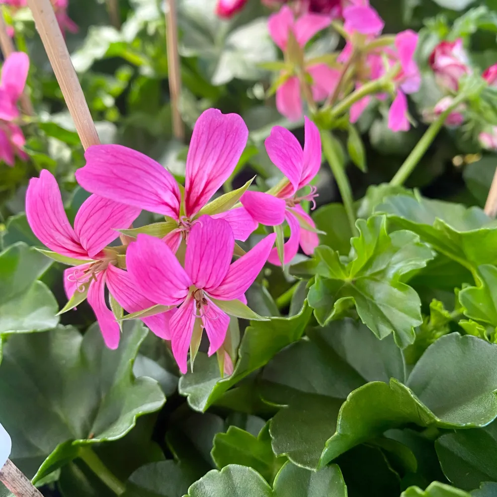 Pelargonium (Peltatum Grp) 'Balkon Lila' - muscate curgatoare tiroleze roz- lila