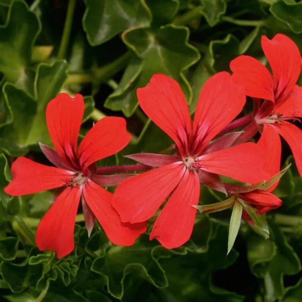 Pelargonium (Peltatum Grp) 'Balkon Red' - muscate curgatoare tiroleze rosii