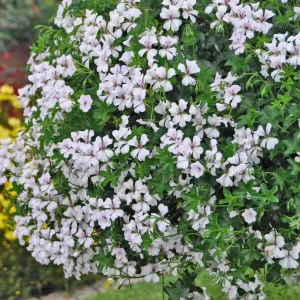 Pelargonium (Peltatum Grp) 'Balkon White' - muscate curgatoare tiroleze albe