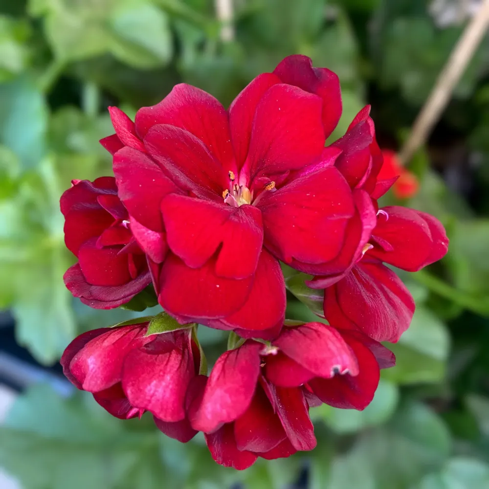Pelargonium (Peltatum Grp) 'Double Dark Red' - muscate cu flori duble rosii