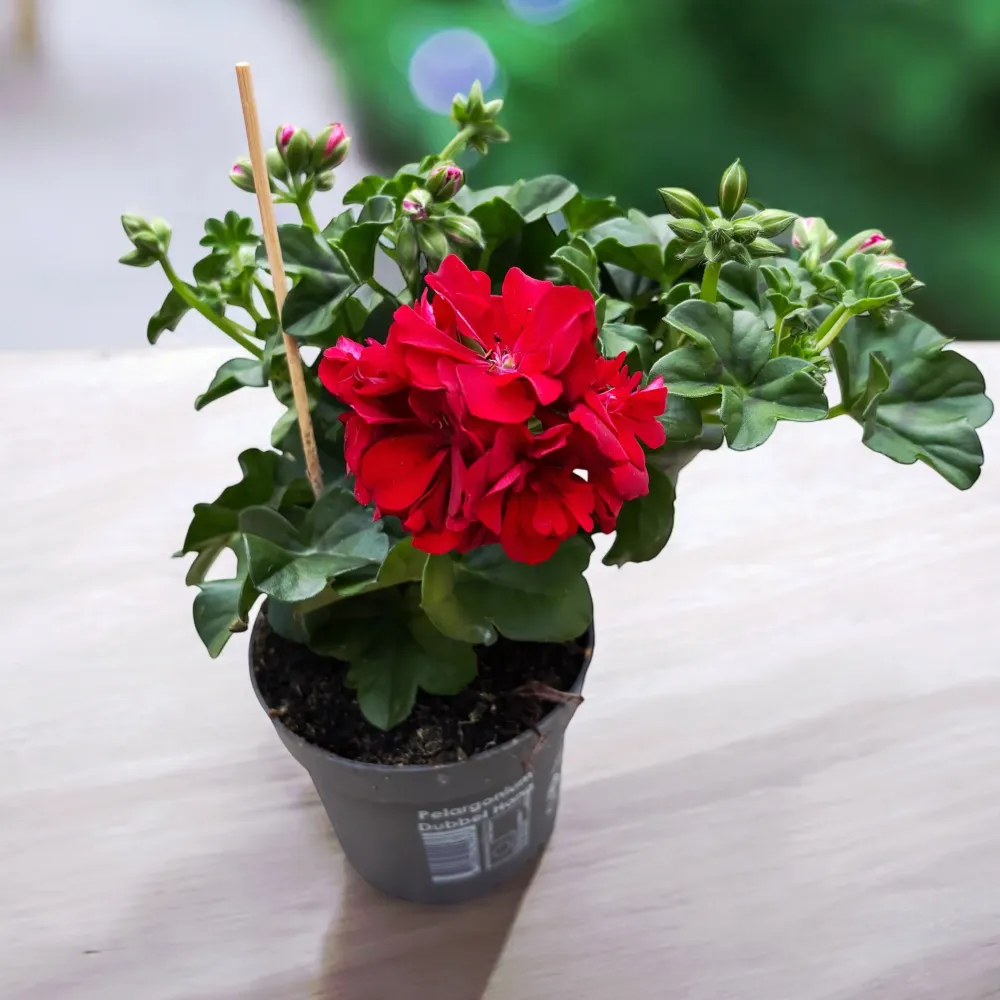 Pelargonium (Peltatum Grp) 'Double Dark Red' - muscate cu flori duble rosii