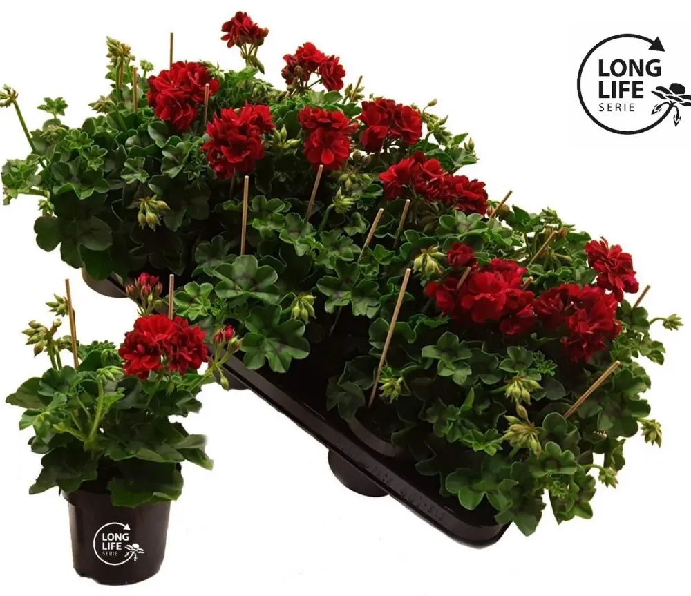 Pelargonium (Peltatum Grp) 'Double Dark Red' - muscate cu flori duble rosii