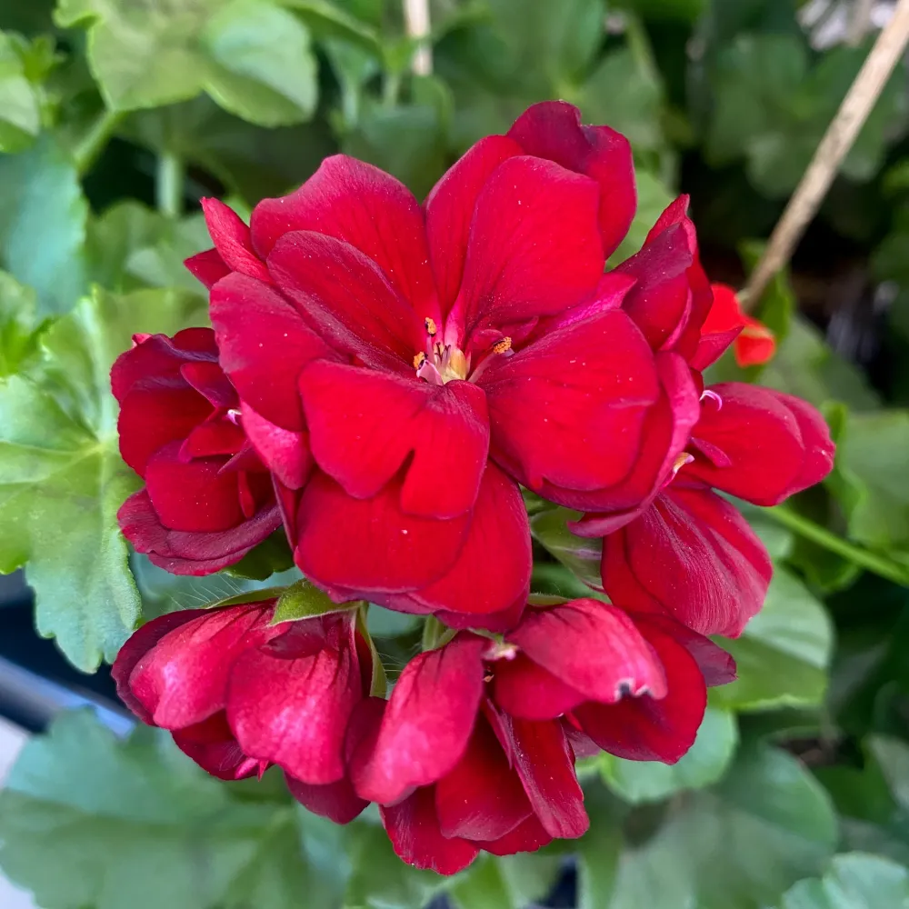 Pelargonium (Peltatum Grp) 'Double Dark Red' - muscate cu flori duble rosii