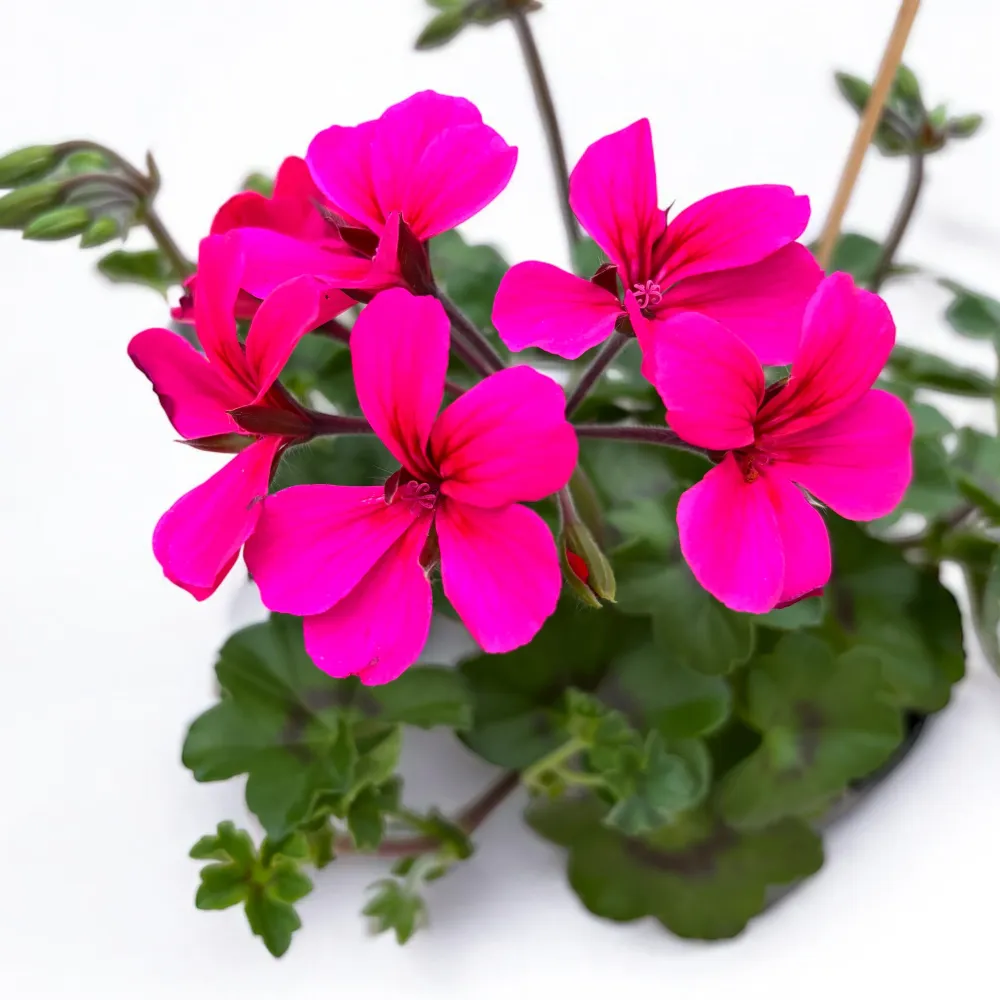 Pelargonium (Peltatum Grp) 'Pink' - muscate speciale