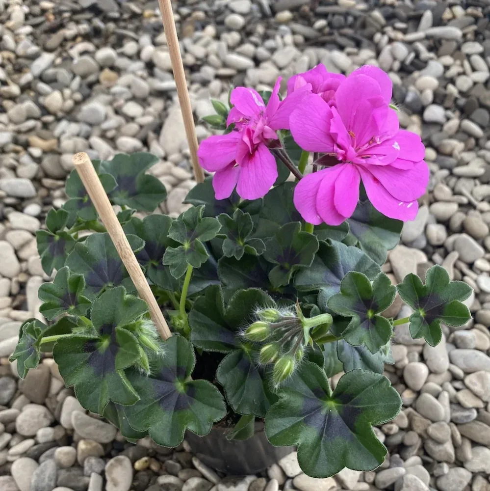 Pelargonium peltatum Royal Blue - muscate cu floarea dubla mov