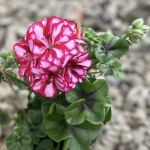 Pelargonium peltatum Royal CandyChoc - muscate cu floarea dubla bicolora