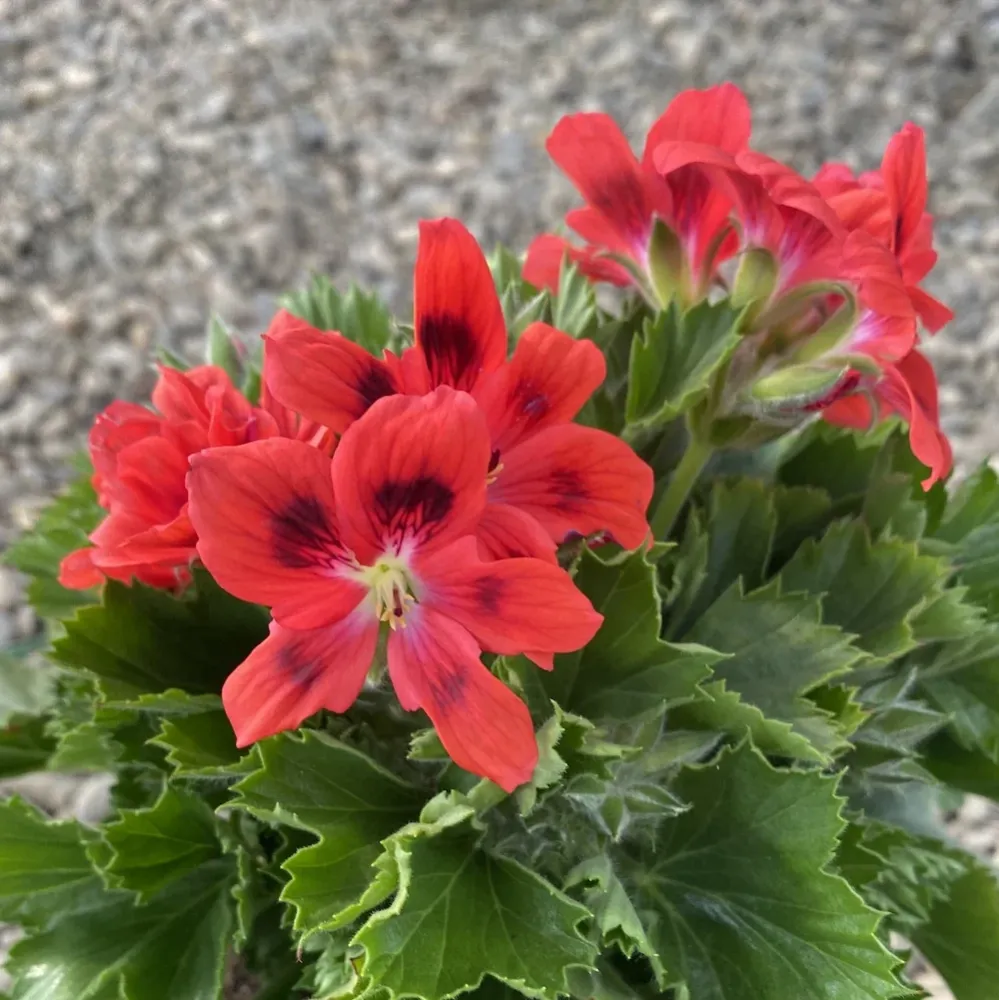 Pelargonium Regalia Salmon Orange - Muscate englezesti