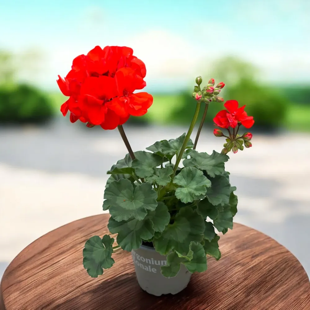 Pelargonium ‘Savannah Orange’ - muscata portocalie cu inflorire abundenta