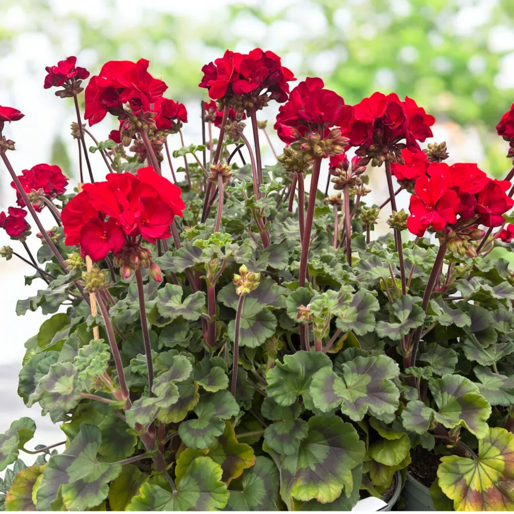 Pelargonium (Zonale Grp) ‘Tumbao’ - muscate