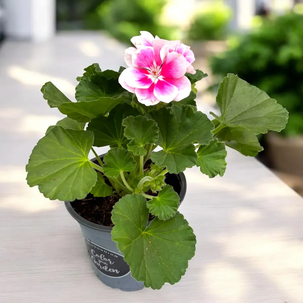 Pelargonium zonale ‘Moonlight® Katy’ - muscata compacta cu inflorire bogata