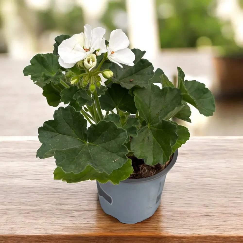 Pelargonium zonale ‘Moonlight® Sailing’ - muscata eleganta cu inflorire bogata