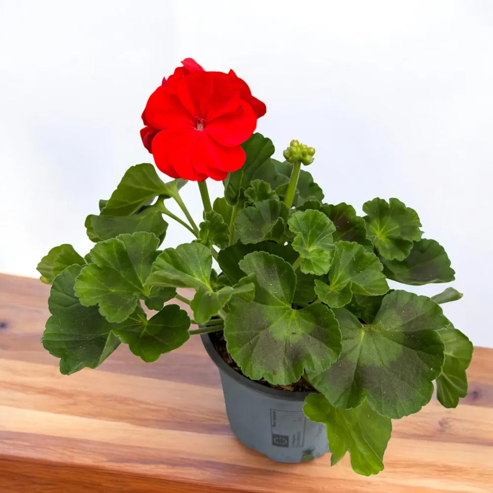 Pelargonium zonale Sunrise® Fernando - muscata cu inflorire abundenta