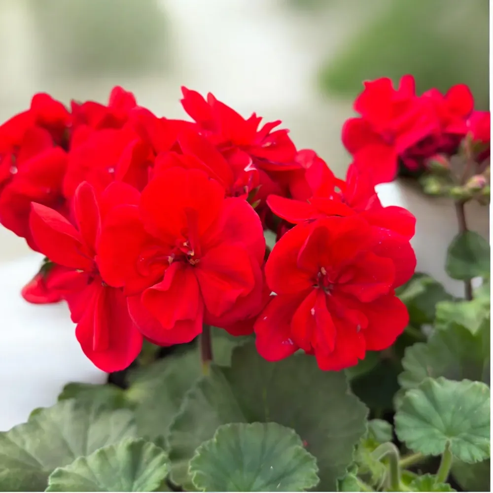 Pelargonium zonale ‘Tango Dark Red’ - muscata compacta cu flori rosu-inchis