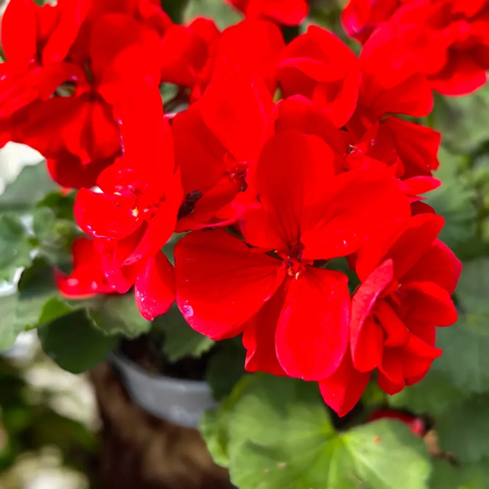 Pelargonium zonale ‘Tango Dark Red’ - muscata compacta cu flori rosu-inchis