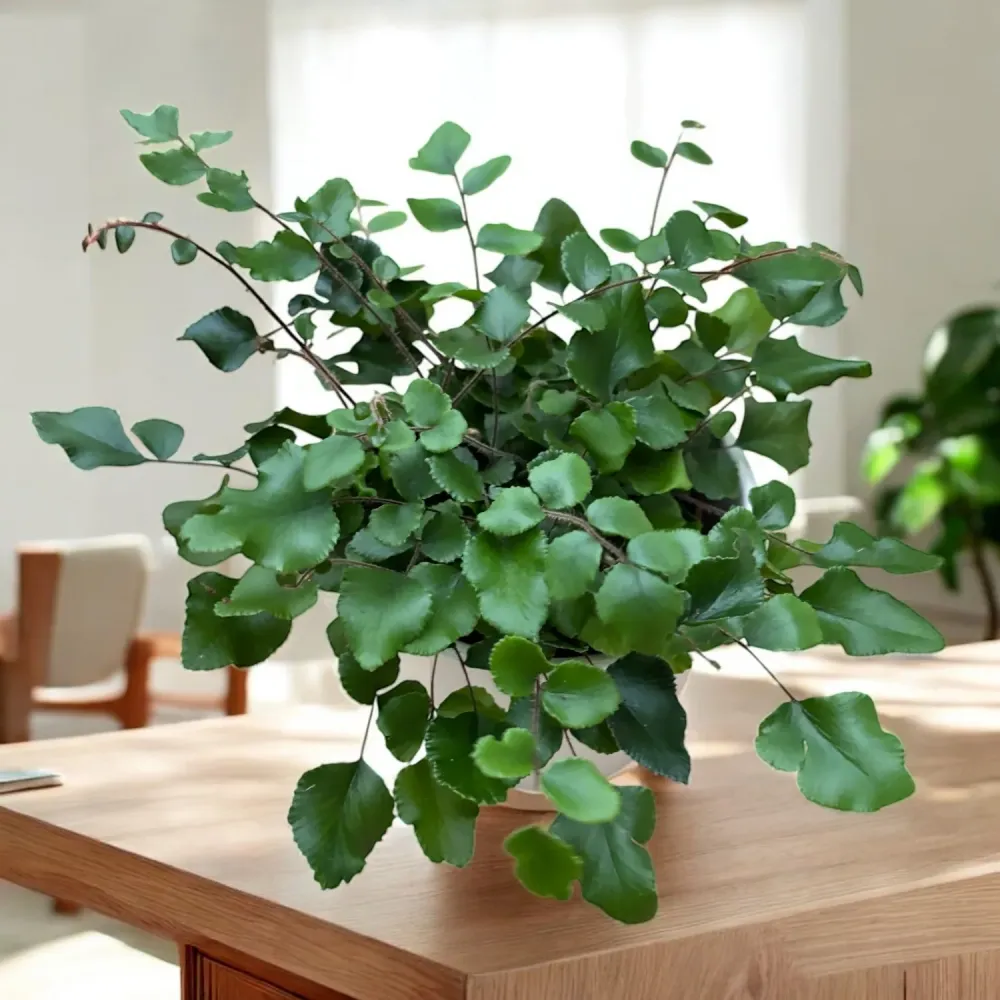 Pellaea rotundifolia – feriga cu frunze rotunde, eleganta si compacta