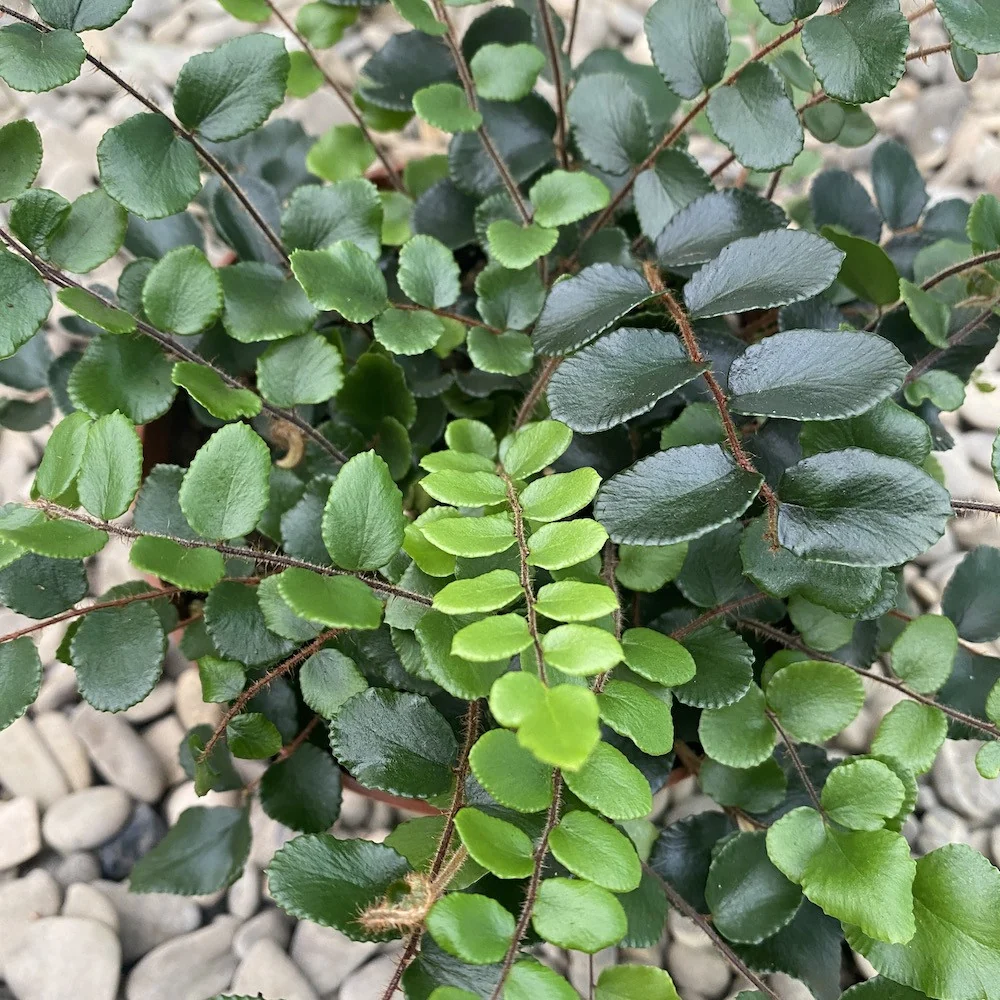 Pellaea rotundifolia – feriga cu frunze rotunde, eleganta si compacta