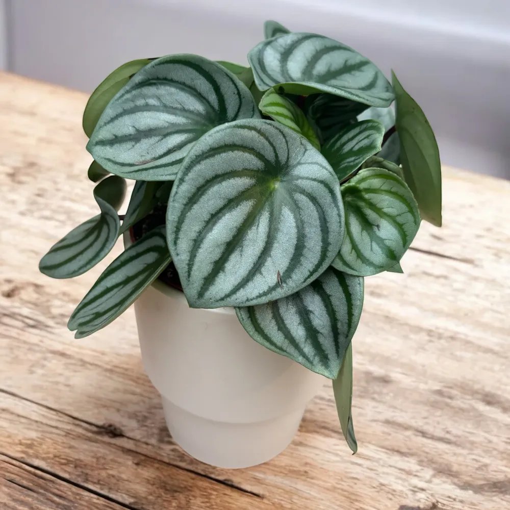 Peperomia Argyreia (Watermelon)