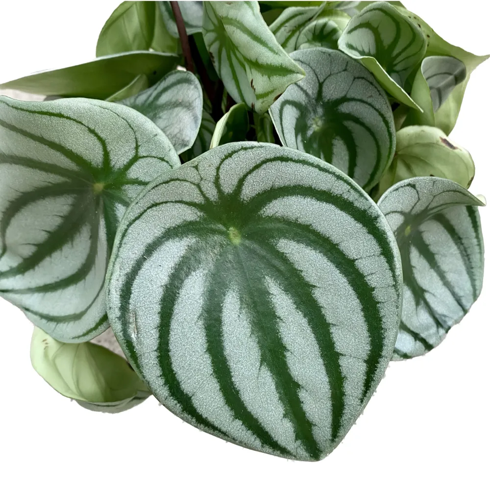 Peperomia Argyreia (Watermelon)