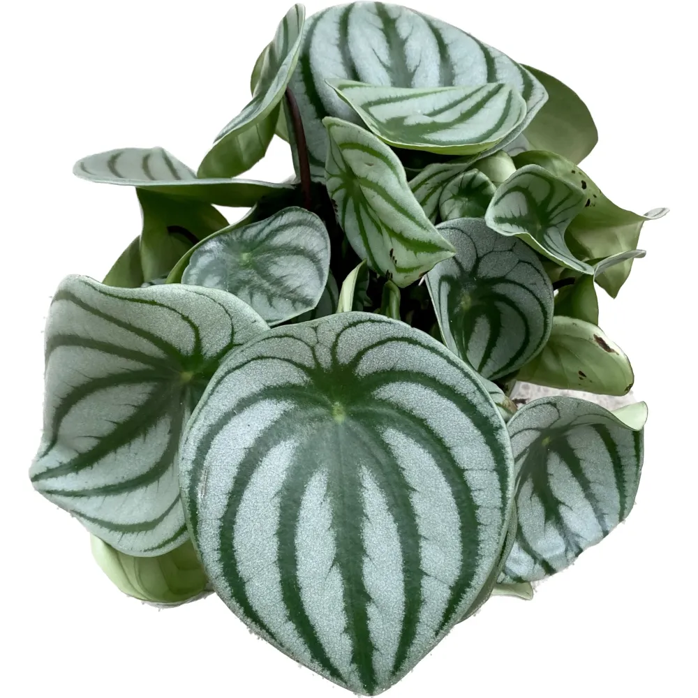 Peperomia Argyreia (Watermelon)