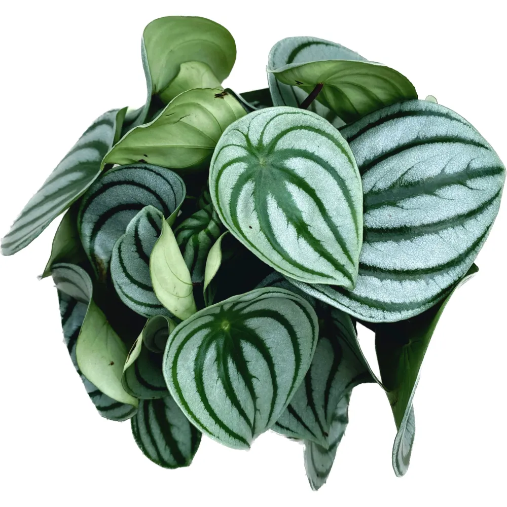 Peperomia Argyreia (Watermelon)
