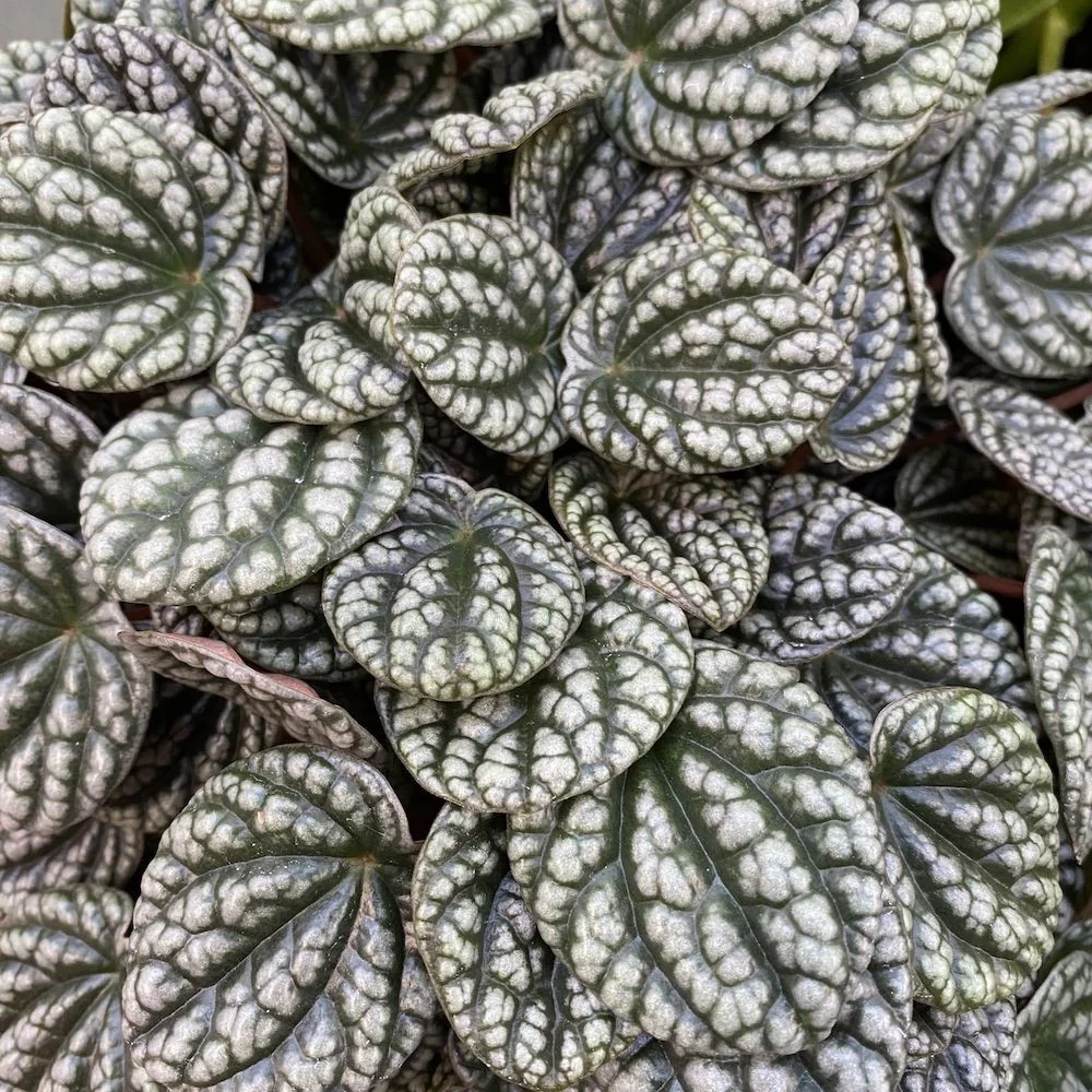 Peperomia caperata Burbella