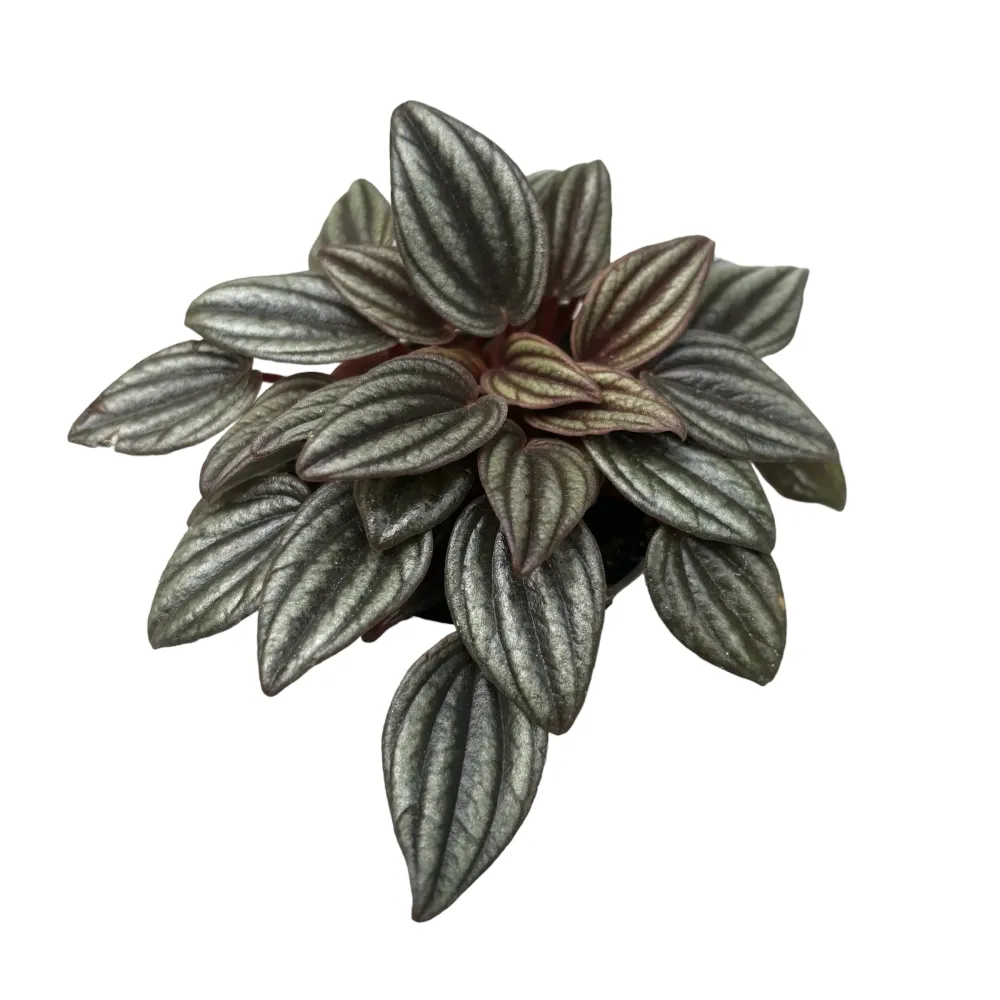 Peperomia caperata 'Lima' (babyplant)