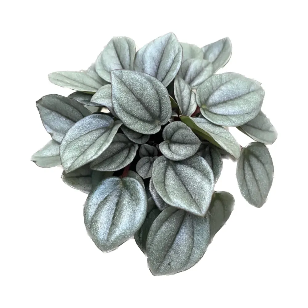 Peperomia caperata 'Milano' *babyplant