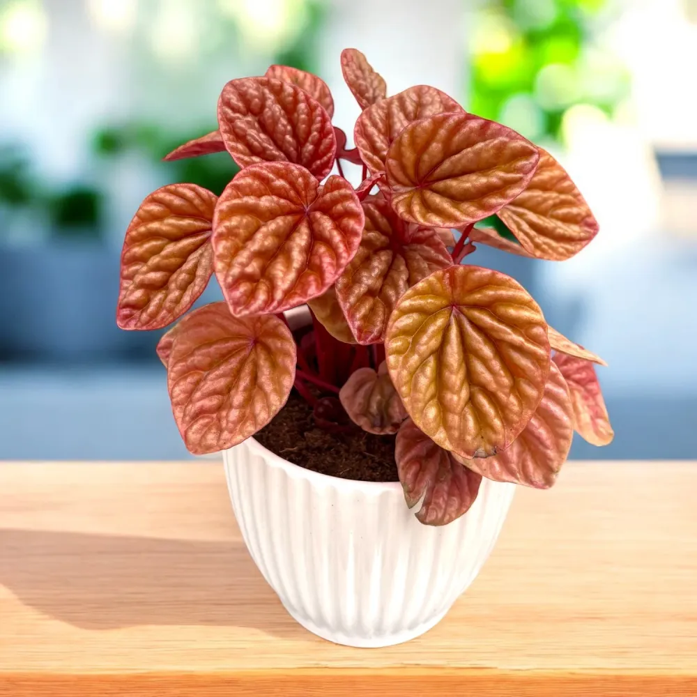 Peperomia caperata 'Quito'