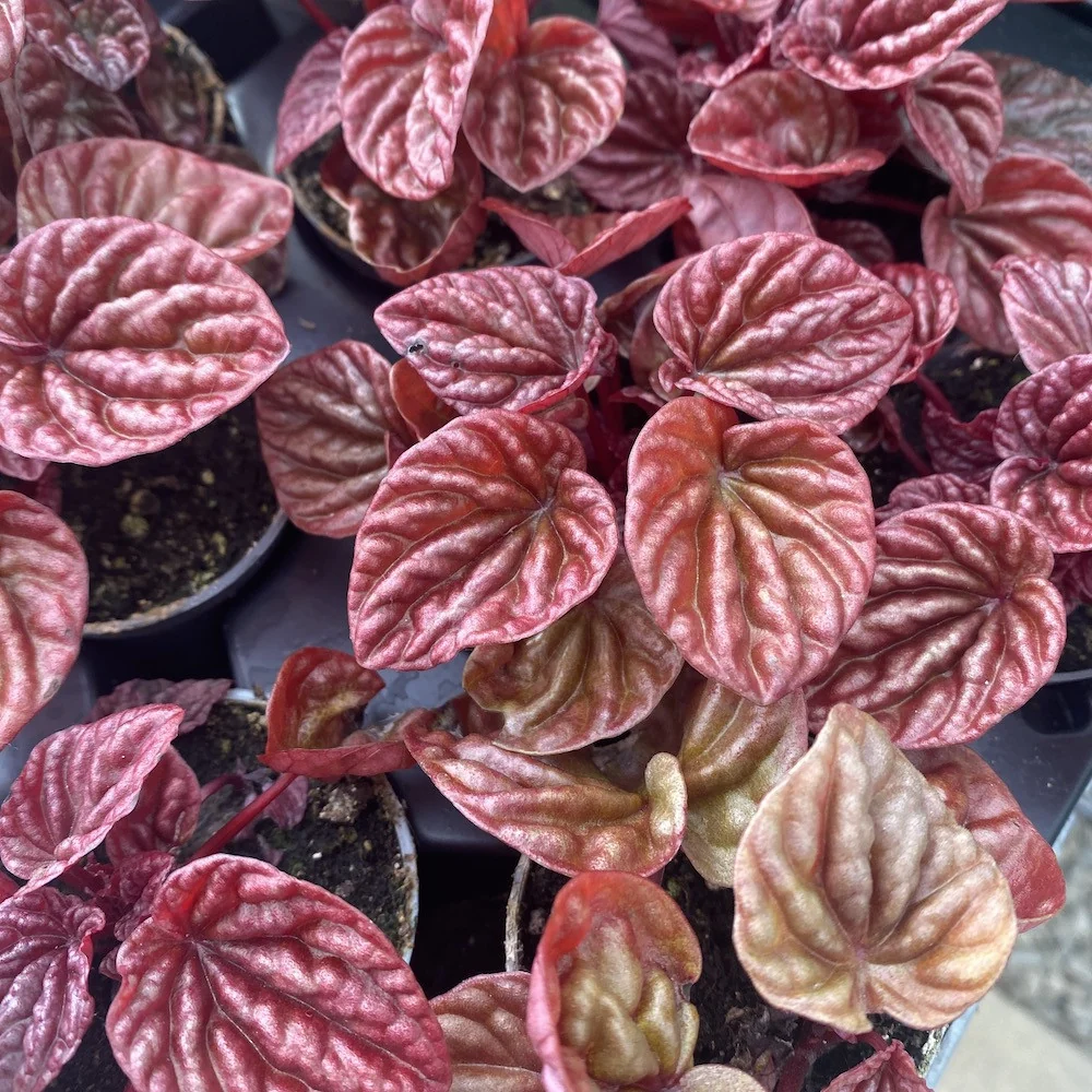 Peperomia caperata ‘Quito’ (babyplant)