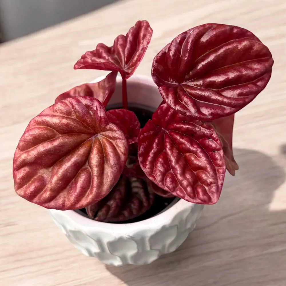 Peperomia caperata ‘Quito’ (babyplant)