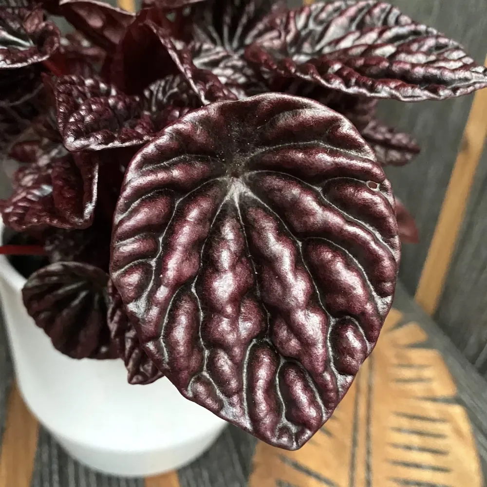 Peperomia caperata Schumi Red (Red Luna)