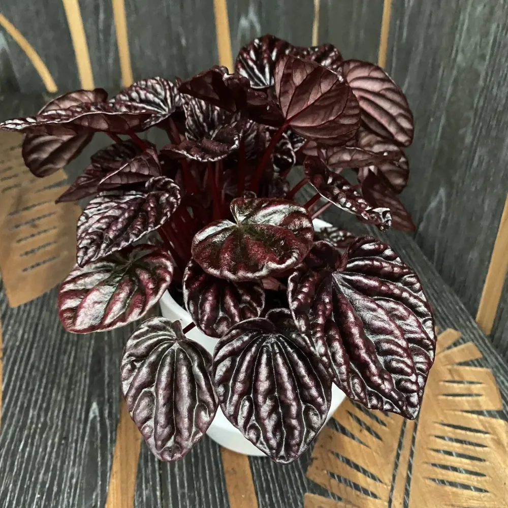 Peperomia caperata Schumi Red (Red Luna)