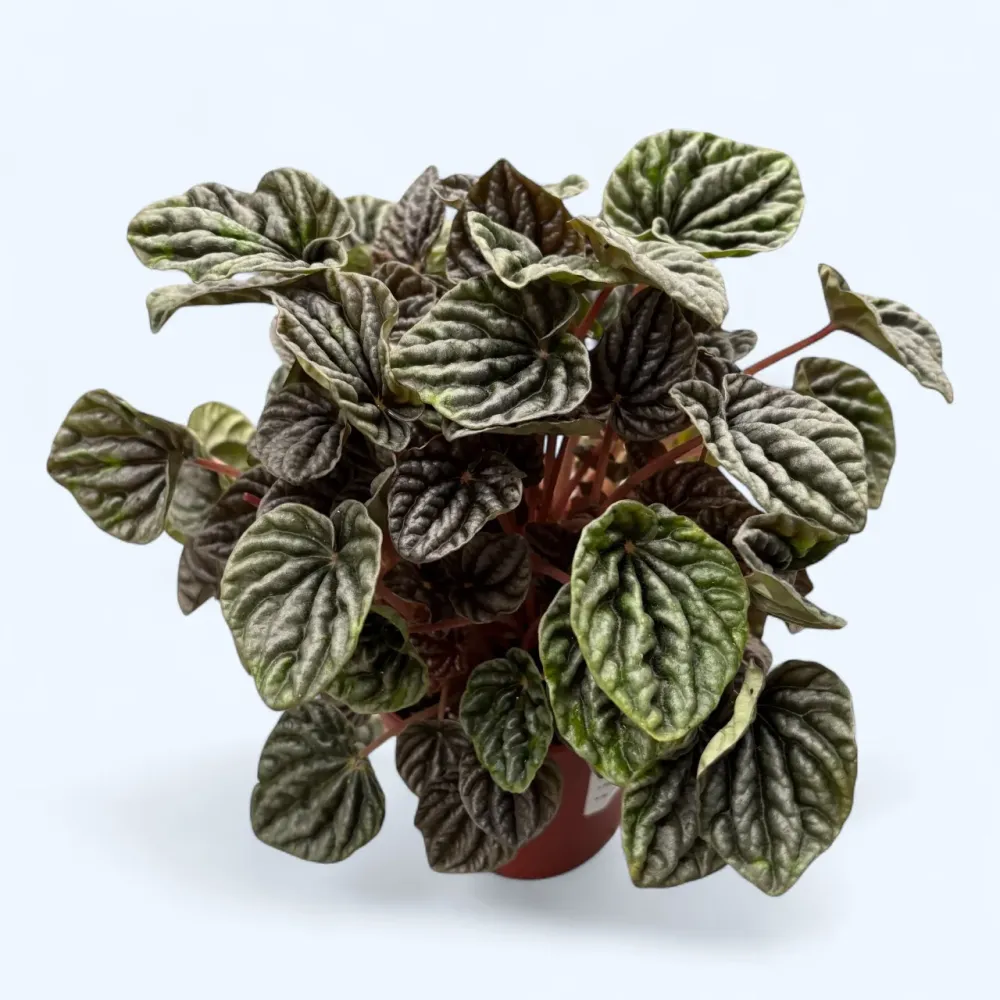 Peperomia caperata 'Silver'