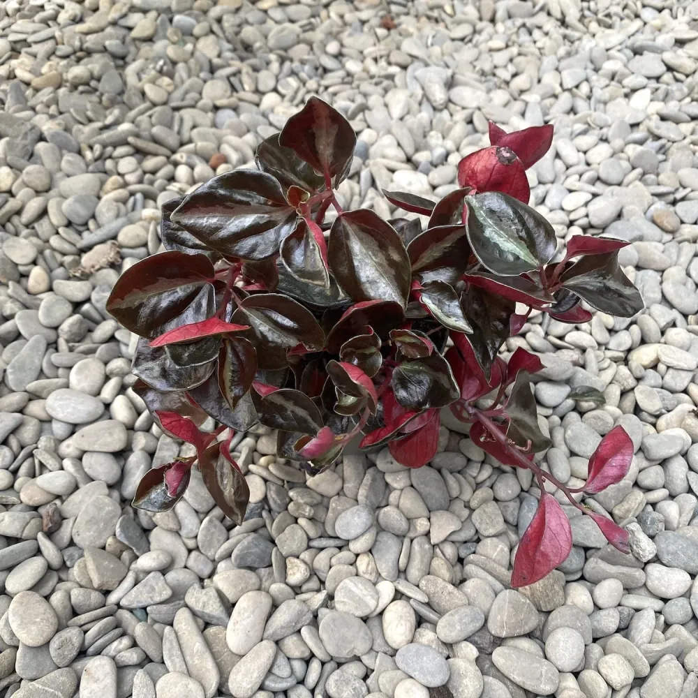 Peperomia columbiana