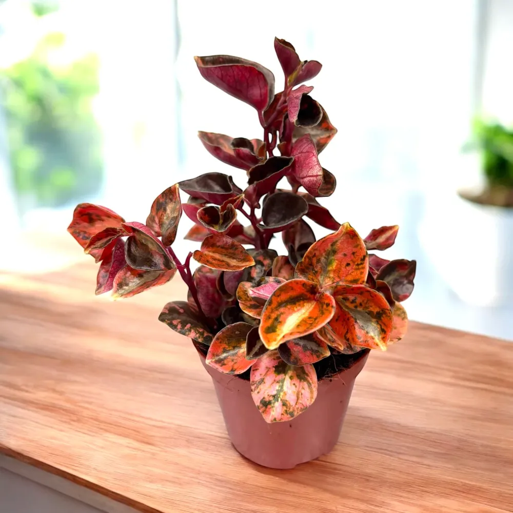 Peperomia ‘Crème Brulee’ – planta compacta, cu frunzis variegat