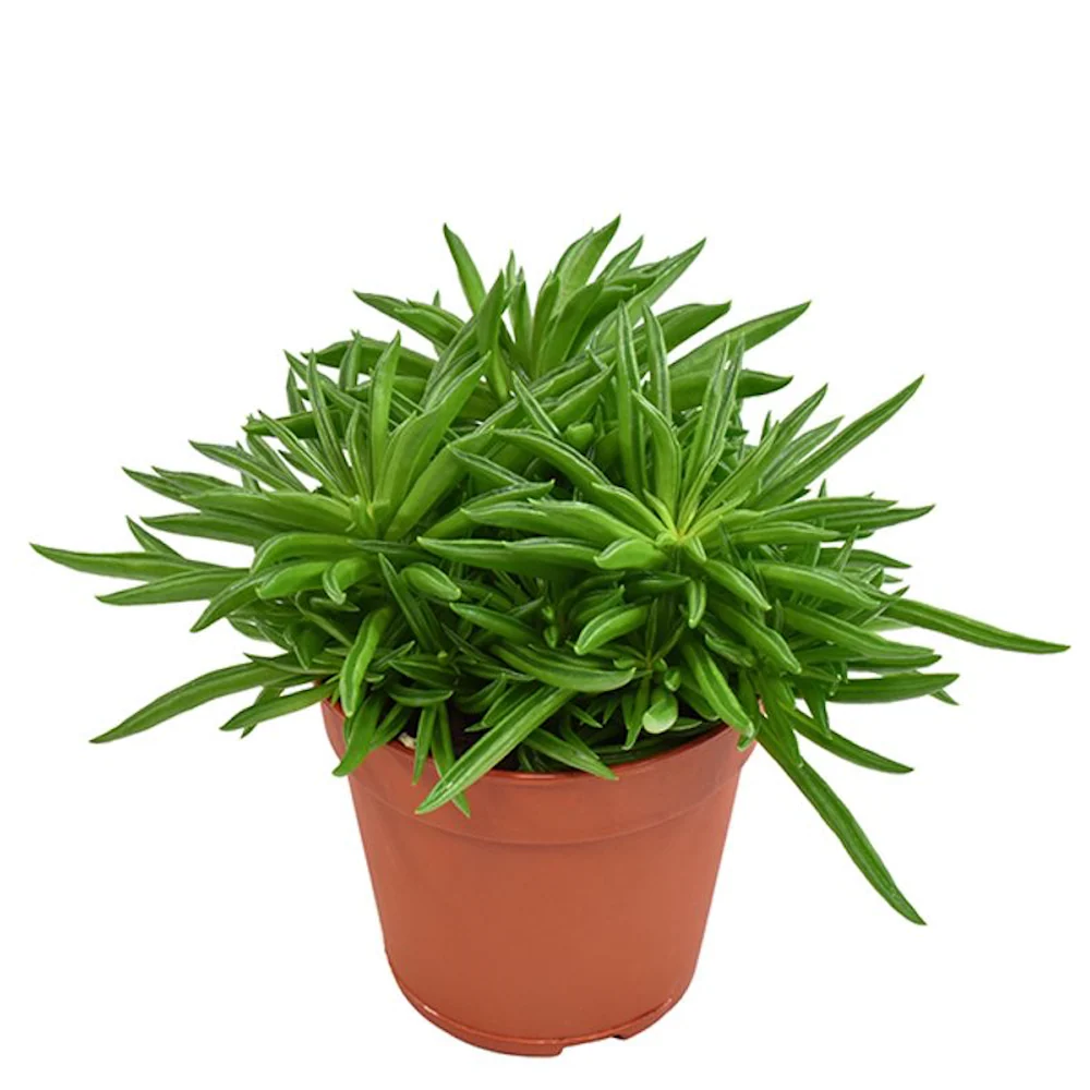 Peperomia ferreyrae 'Happy Bean' D10