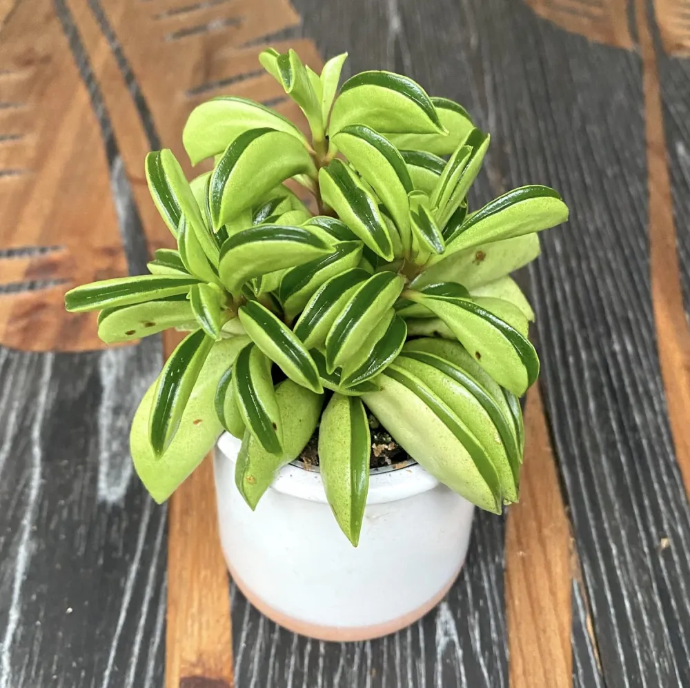 Peperomia Fire Sparks (babyplant)