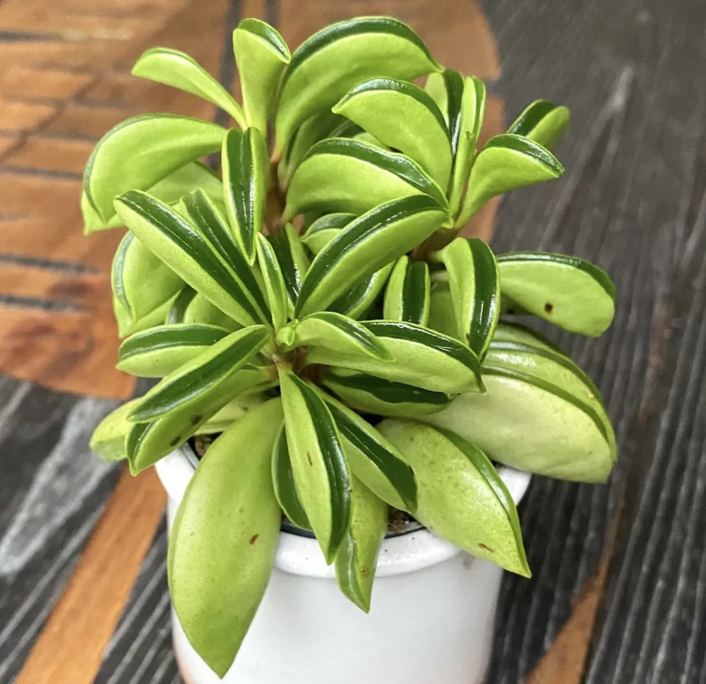 Peperomia Fire Sparks (babyplant)