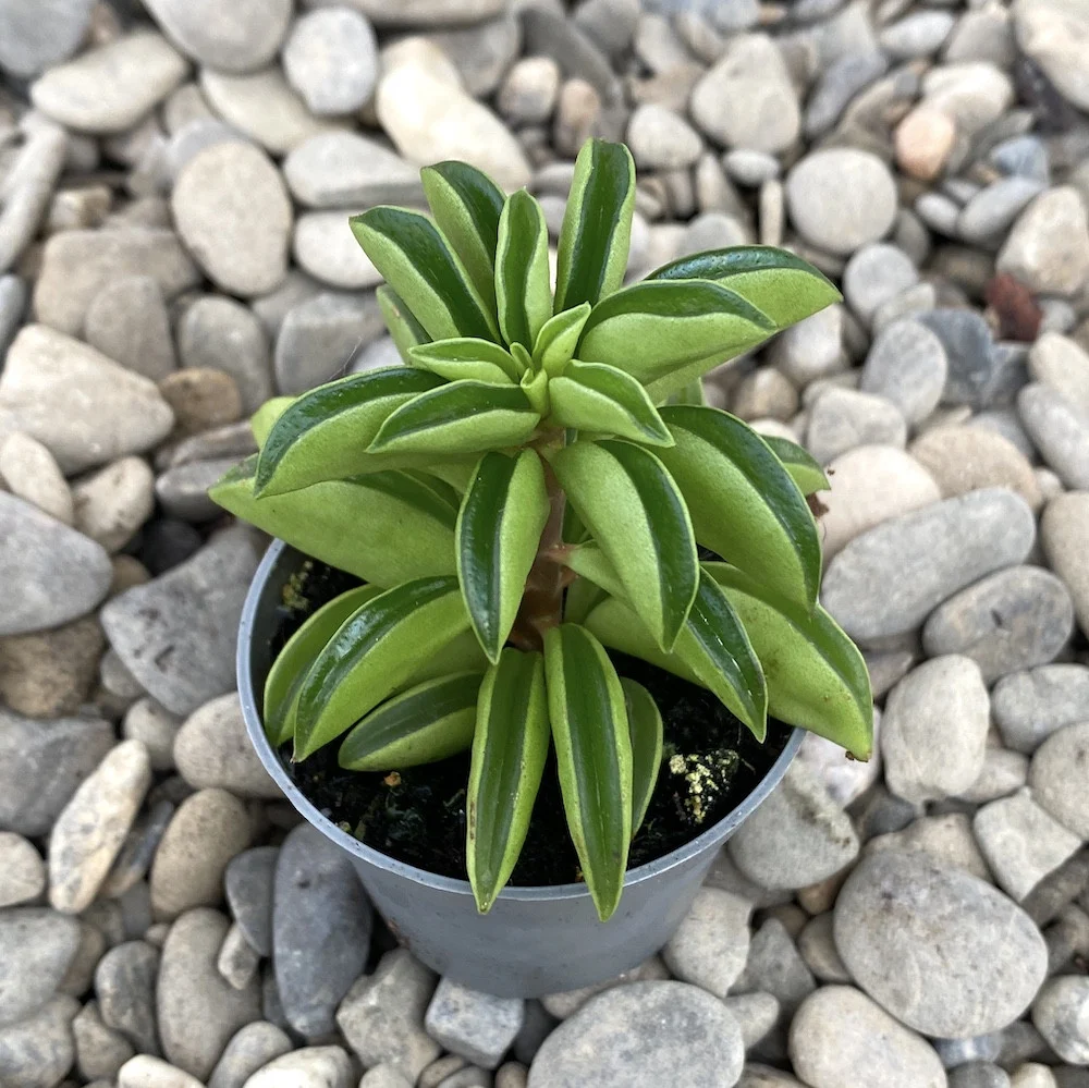 Peperomia Fire Sparks (babyplant)