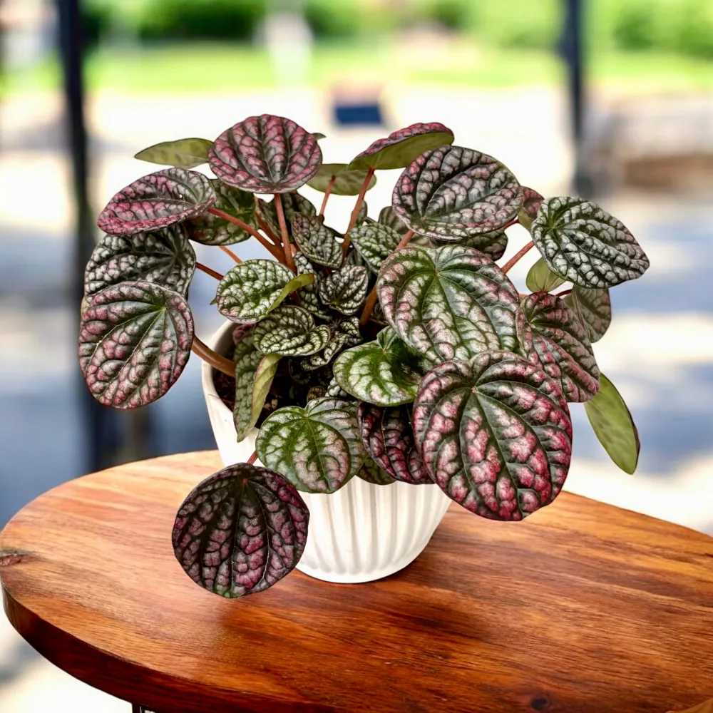 Peperomia 'Lucinda'