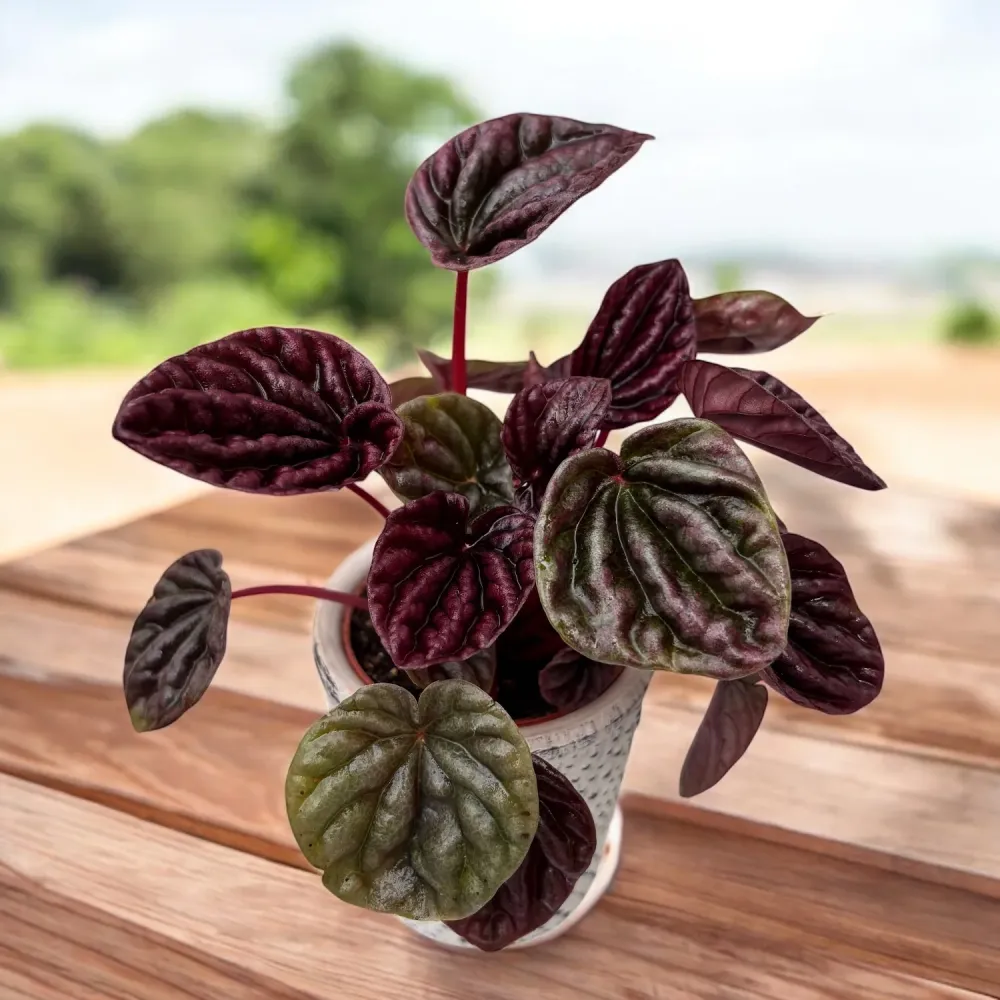 Peperomia 'Luna Red' (babyplant) - contrast burgundy si frunzis catifelat pentru spatii moderne